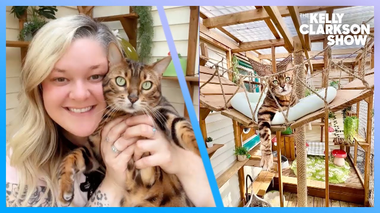 Couple Goes Viral For Incredible 'Cat Paradise' Home Transformation