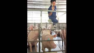 njection procedures for sows #farmlife #pigeon #shorts