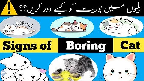 7 Warning Signs Your Cat Might Be Boring 🐱 🐈🐈