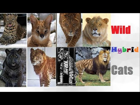 All Hybrid Big Cats - Hybrid Cats