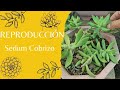 Tres consejos para reproducir tu Sedum Cobrizo (así se reproduce la suculenta)