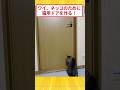 ドアに穴開けて猫用ドア設置するで!#2ch面白いスレ