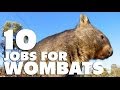 10 Jobs For Wombats