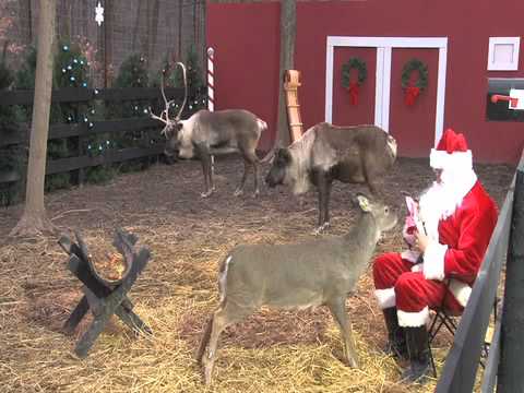 Reindeer camera shop
