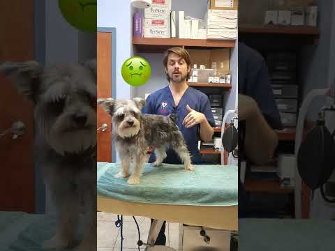 Βίντεο: Dog Poop Ωροσκόπιο: Τι Poo του σκύλου σας σας λέει