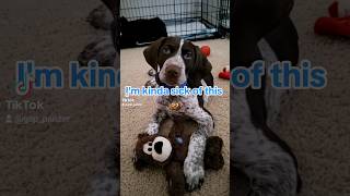 sick of this German Shorthaired Pointer GSP puppy...  #shorts #ytshorts #dog #gsp #viral