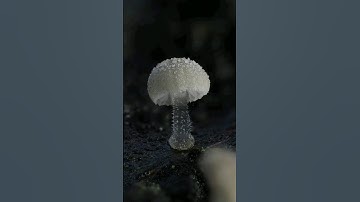 Have you ever seen mushrooms this tiny?