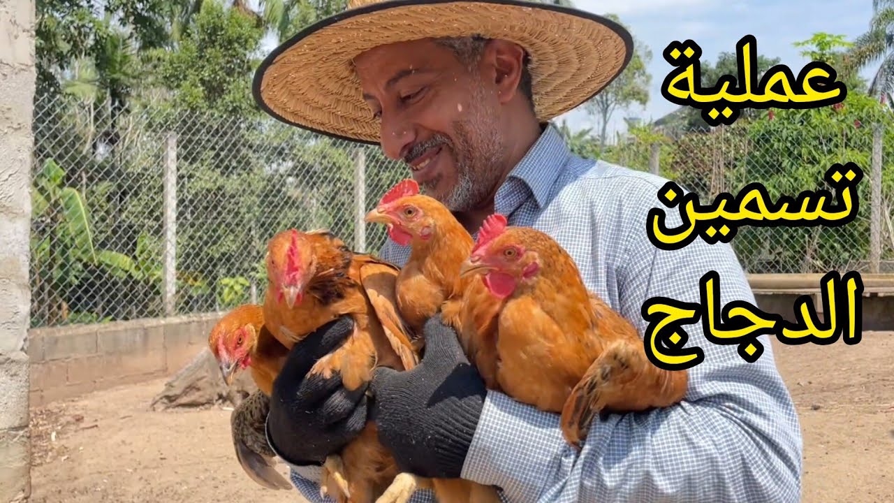 عملية تسمين الدجاج  1 # 🐔 كيفية تسمين الكتاكيت البلدي بالطريقة العضوية 🐥