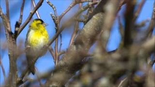 Miniatura de vídeo de "Kevadel (Juba linnukesed)"
