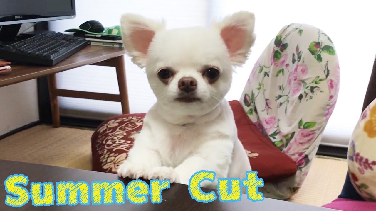 思わず笑ってしまう チワワのサマーカット I Will Laugh Unintentionally Summer Cut Of Chihuahuas Youtube