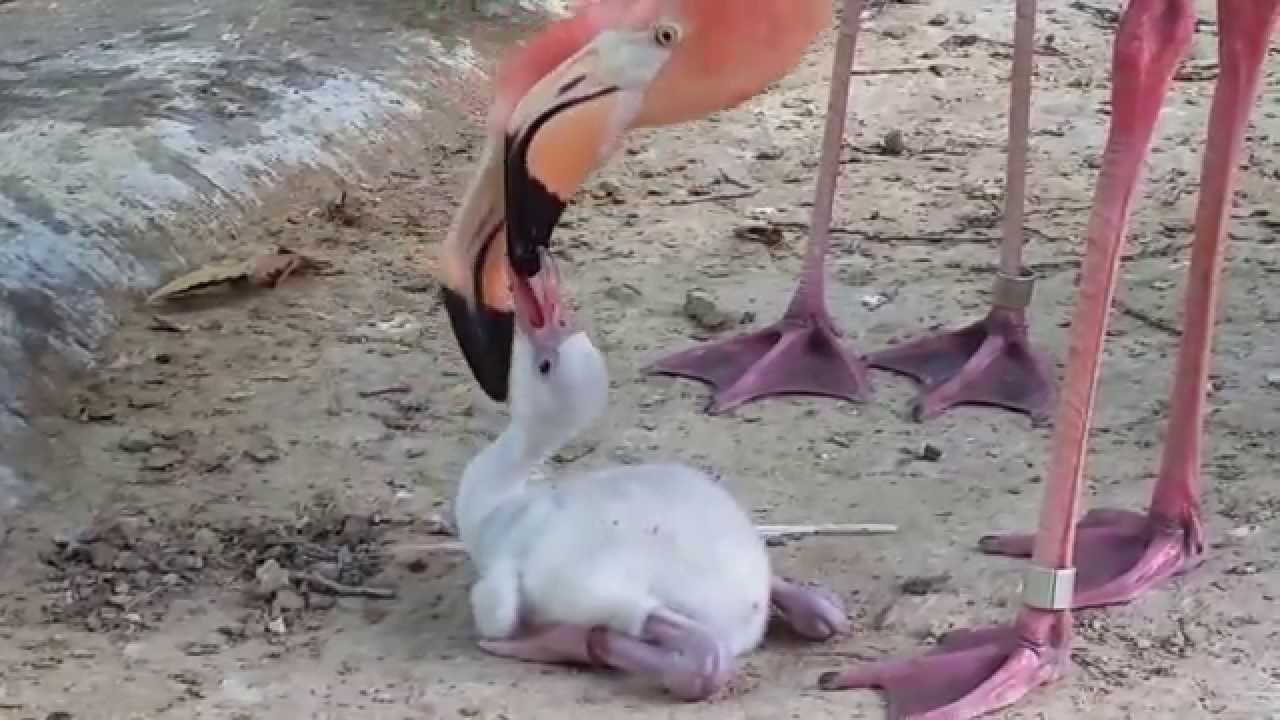 Caribbean flamingos feeding chick