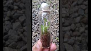 Cute Mini Bottle Terrarium How To Make Terrarium In Tiny Bottle..
