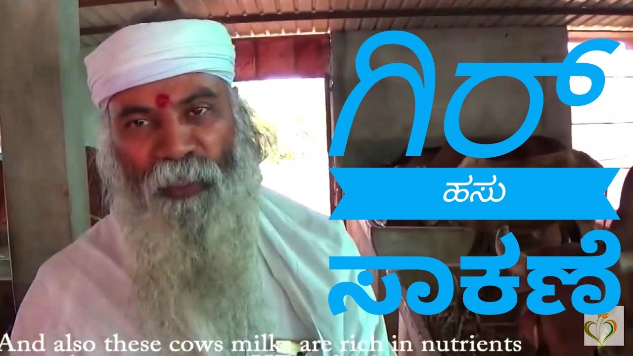 ಗಿರ್ ಹಸು ಸಾಕಣೆಯ ಸಂಪೂರ್ಣ ಮಾಹಿತಿ-7353383328