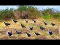 Incredible Bird Catching Trick #GlobalBirdTales 