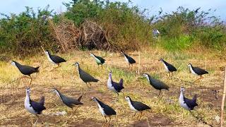Incredible Bird Catching Trick #GlobalBirdTales 