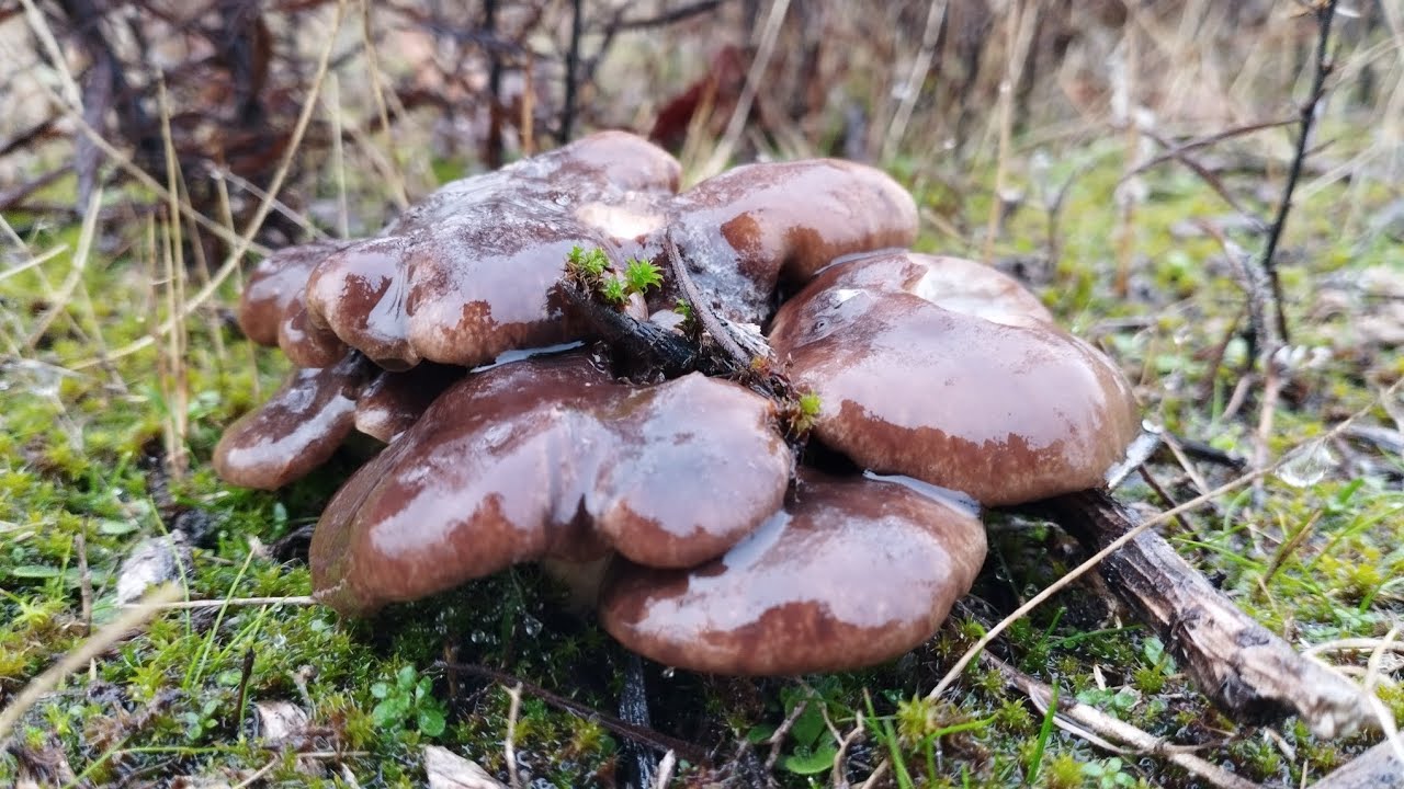 ГИГАНТСКИЕ ГРИБЫ ЧЕРПАНКИ. ОНИ ВЕРНУЛИСЬ БОЛЬШИМИ!
