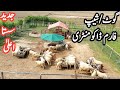 Chawinda farms | Jadeed sasta Ala goat & sheep farm |Goat and sheep farming practical documentry