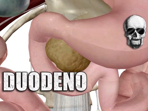 Vídeo: Onde está localizado o duodeno no corpo?
