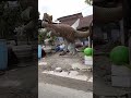 25 Desember 2024 naik bajaj kermh kakek wandik