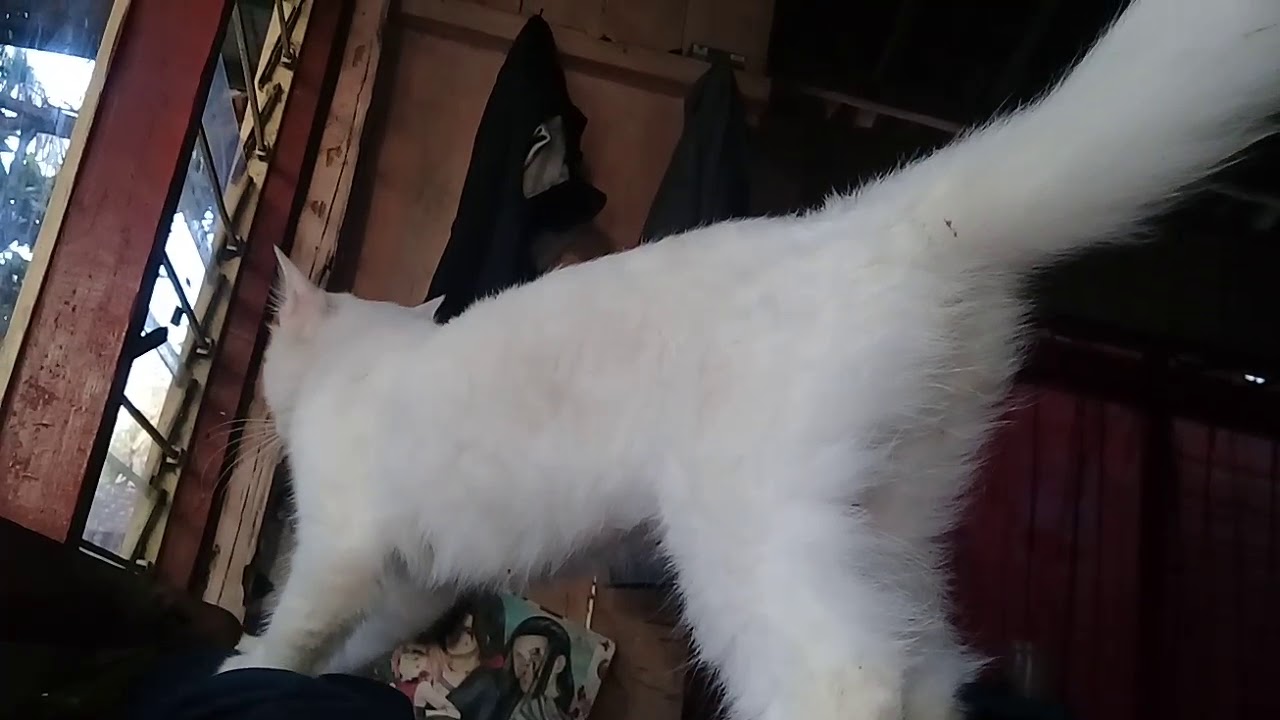 Aktivitas rutin setiap pagi kucing kesayangan