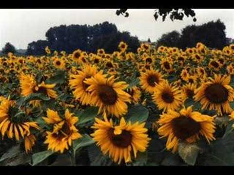 Little Sunflower (performed by Bart Brady Ciampa)