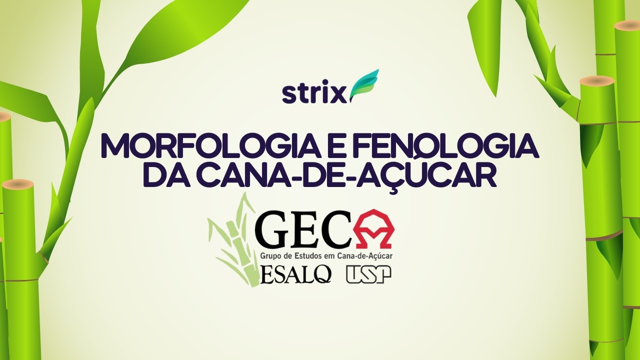 Morfologia e Fenologia da Cana-de-Açúcar - GECA ESALQ/USP