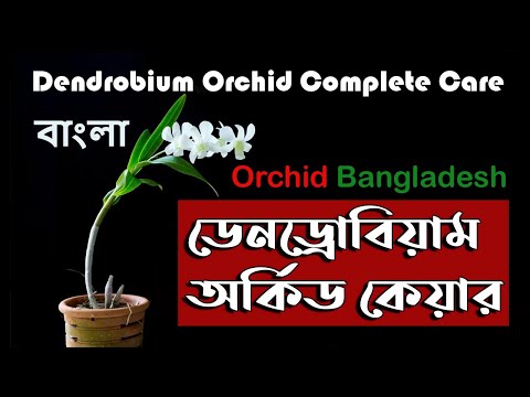 ডেনড্রোবিয়াম অর্কিড কেয়ার Dendrobium Orchid Complete Care Bangla