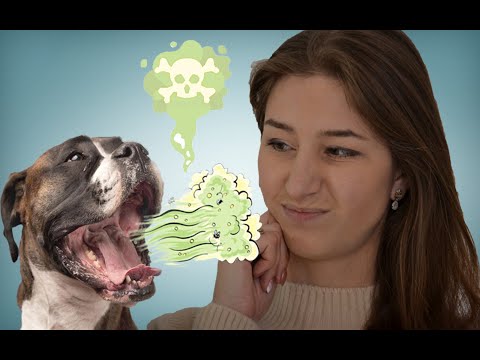 Как устранить запах изо рта у собаки в домашних условиях