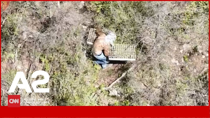 Kontrollet me dron në Krujë: Kapen dy persona duke mbjellë, asgjësohen 224 fidanë kanabisi