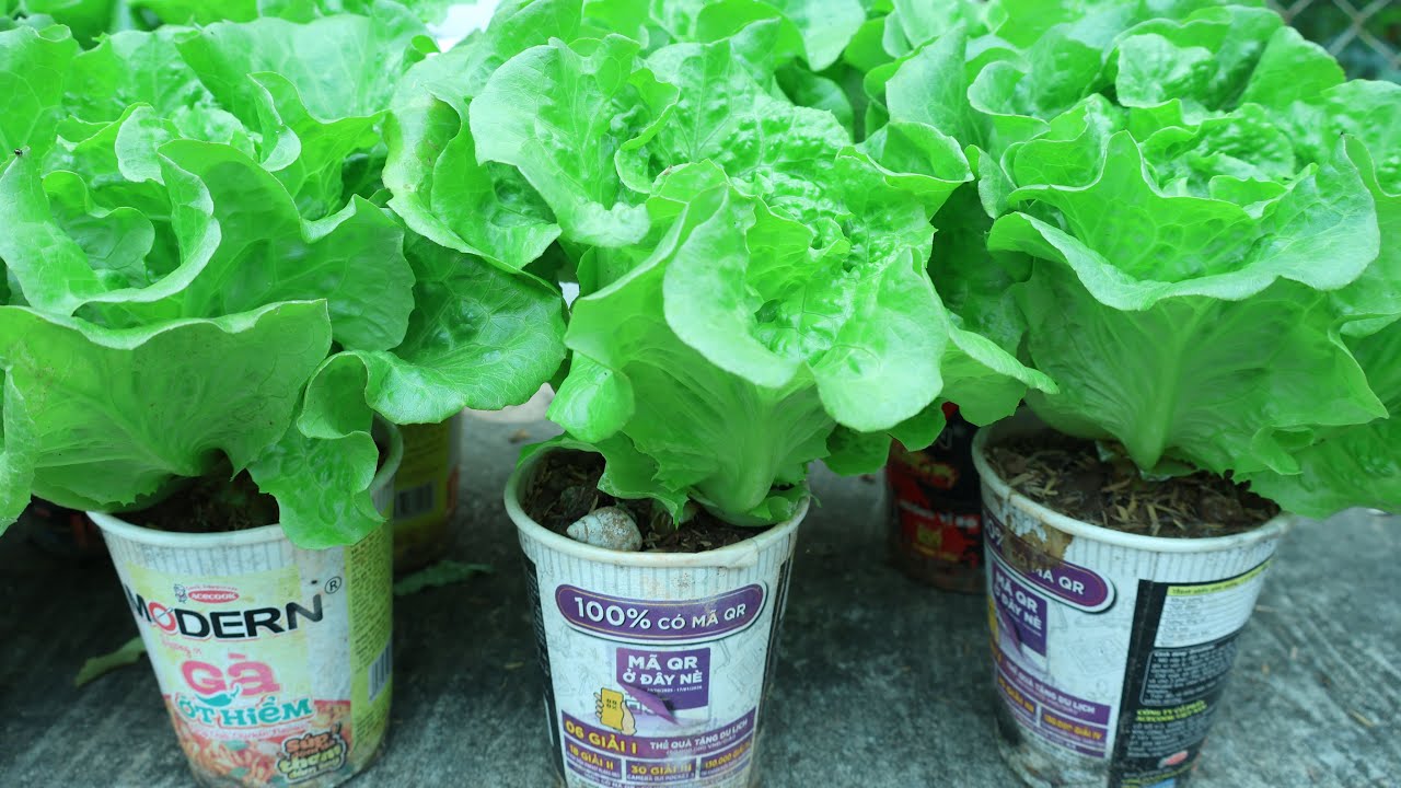 How to Grow Lettuce in an Instant Noodle Cup – Sur