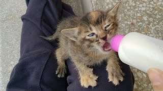 Kittens Adorable Reaction While Feeding ( Rescue Kittens )