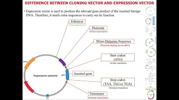 Cloning vector Vs. Expression vector