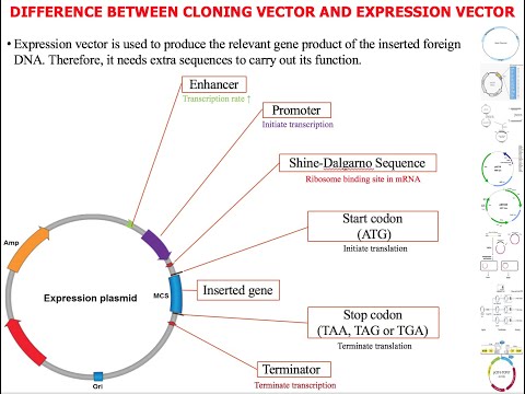 What Is Cloning Vector In Biology