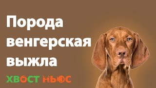 Все о породе венгерская выжла