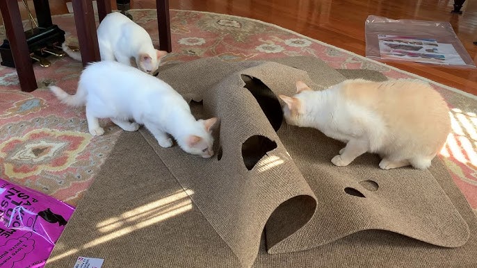 Cat Activity Play Mat - A Ripple Rug Review - Cool Stuff for Cats