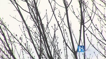 Wind speeds can cause trees to fall