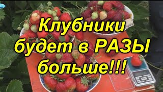 От такой пересадки урожай клубники увеличится в разы!!! (омоложение) видео