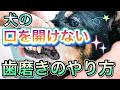 【口を開けなくても歯磨きできる！】獣医師が教える歯みがきのコツ