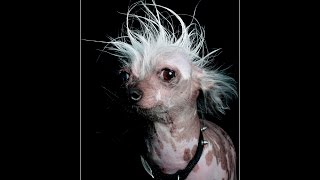 The World's Ugliest Dog Show - Top 10
