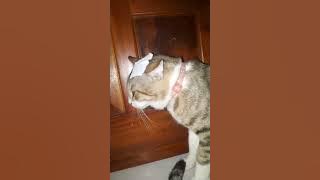 Wajah kucing ini tidak pernah ramah! bintang 1 ☆ #kucingkampung #cat #catlover #comedy #fyp #kucing