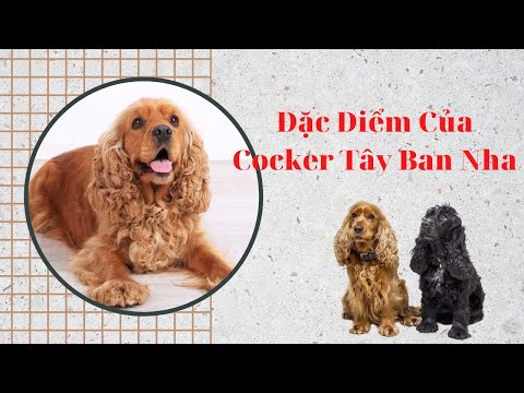 Video: Trái cây và rau tốt nhất cho chó