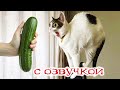 Приколы с котами! Смешные коты! С ОЗВУЧКОЙ! Самые смешные животные!