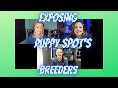Vídeo: Puppyspot é uma fábrica de filhotes?