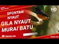 SPONTAN NYAUT!!! MURAI BATU GACOR PARAH EUY | TEGALSTORY