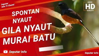 SPONTAN NYAUT!!! MURAI BATU GACOR PARAH EUY | TEGALSTORY