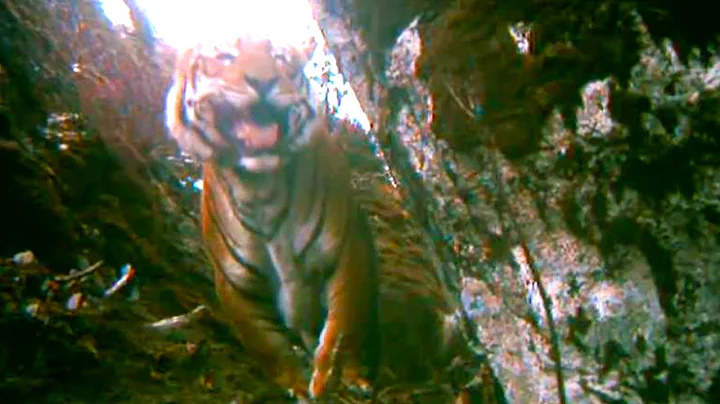 How High Can Tigers Live in the Himalayas? | Expedition Tiger | BBC Earth - DayDayNews