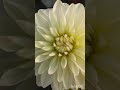 From tiny sprout to 8-inch beautyof dahlia flower.. elegance doesn't need colour #flowers #shorts