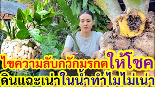 ไขความลับ "กวักมรกตให้โชค" ปลูกในดินชื้น=เน่า ปลูกในน้ำทำไมไม่เน่า รีบแก้ด่วน ก่อนพลาดโชคก้อนโต