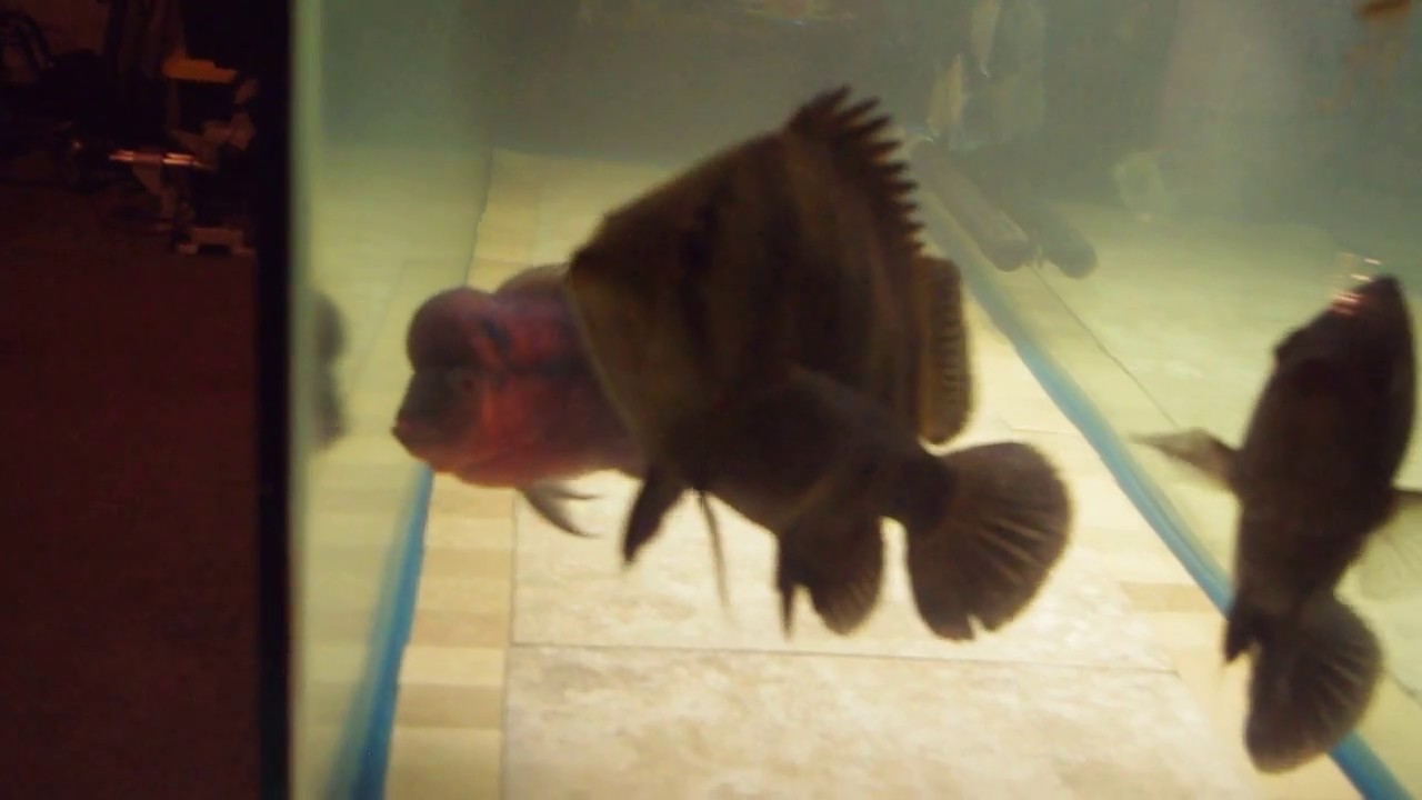 camera iphone 8 plus apk tank updates, monster datnoids, wide bar silver dollars, new flowerhorn and rescued uaru cichlids.
