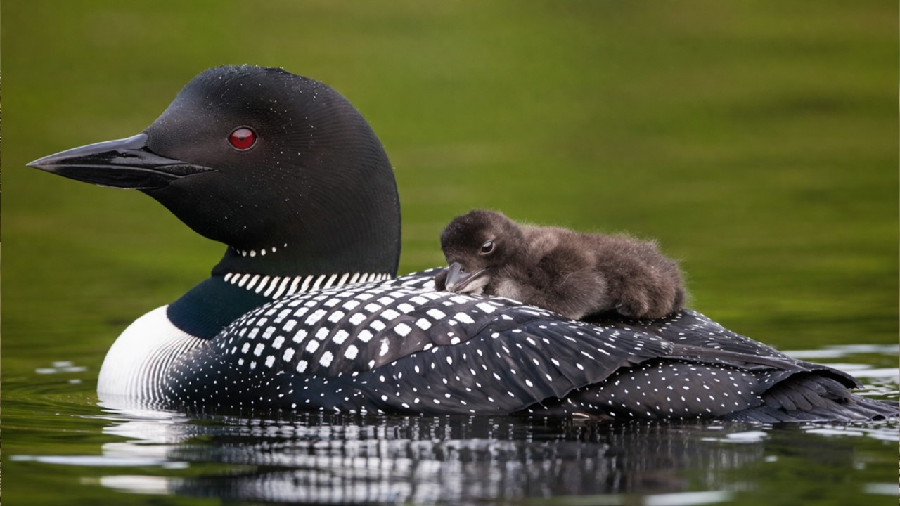 Common Loon Survival Story: 113 Days From Egg to Survivor - YouTube